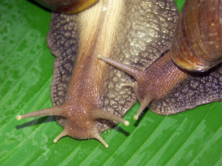 duo d'escargots sur feuille de bananier