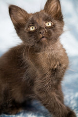 Cute little kitten looking curious up