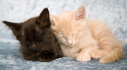Sweet little red and black kitten sleeping