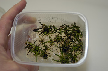 in vitro Pflanzenlabor