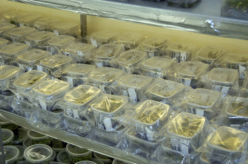 in vitro Pflanzenlabor