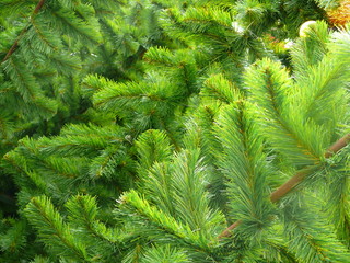 Spruce