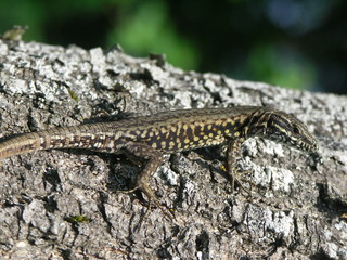Lézard