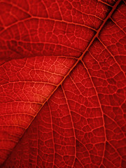 feuille rouge n&deg;2