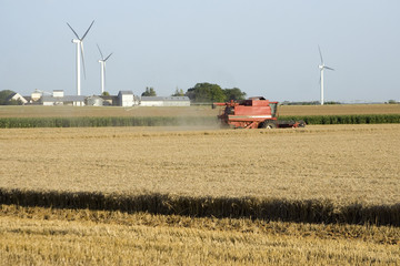 Fototapeta premium Agriculture : moissons dans les champs de céréales