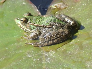 grenoiulle sur un nénuphare.