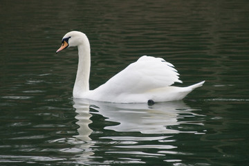 Cygne blanc nageant sur l'eau