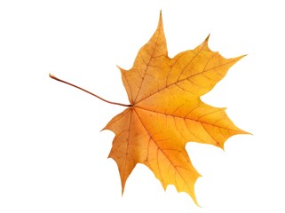 Leaf