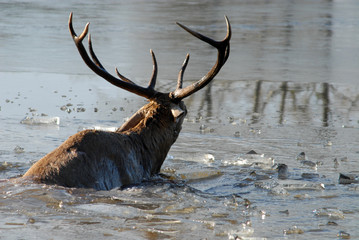 cerf de chasse pris dans l'eau glacée