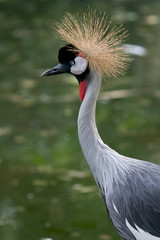 Obraz premium victoria crowned crane