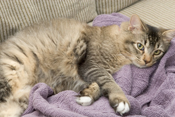 Fototapeta na wymiar Young adult male cat resting on purple blanket