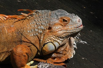 iguana 2