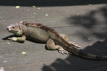 iguana 3
