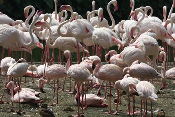 flock of flamingos