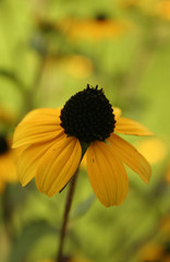 black sunflower