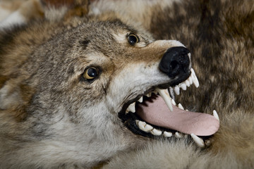 A wolf pelt on the floor