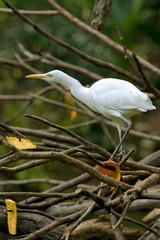 white heron egret on a tree vertical