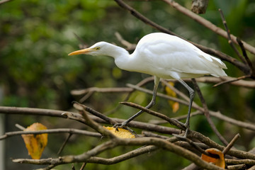 white heron egret on a tree horizontal