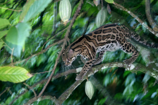 Margay in a Cacao Tree, Panama
