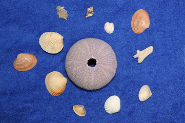Sea Shells