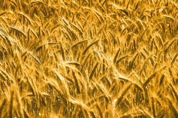 Wheat before harvesting