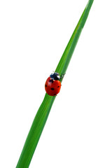 Fototapeta premium Ladybird on a tree leaf