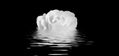 rose blanche dans eau noire