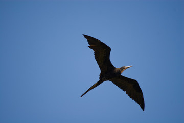 Fregattvogel vor blauem Himmel