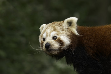 Red panda