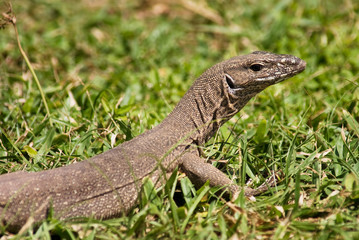 Lizard