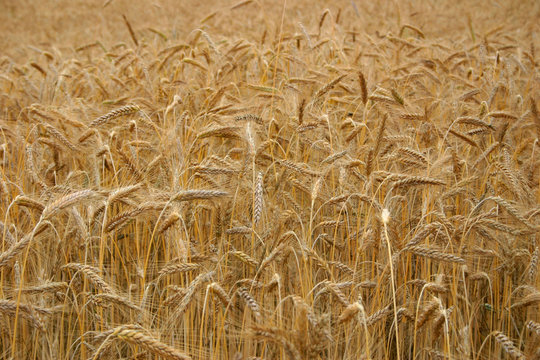  Wheat growing in a field