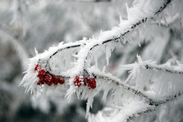 Frost Beere 3