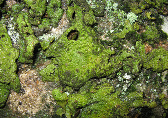 Lichens