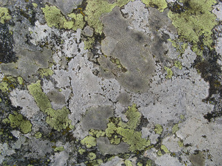 lichens