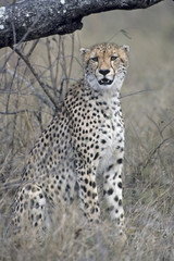 Cheetah sitting under tree watching for prey.  South Africa