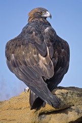 Telephoto shot of a golden eagle.  in Colorado