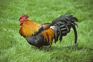 A colorful cock rooster looking for hens
