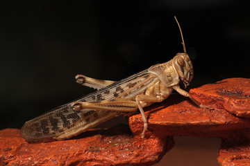 Heuschrecke