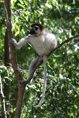 Dancing verreaux sifika lemurs at Berenty Madagascar