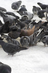 Pigeons at the street of snowed Toronto 5