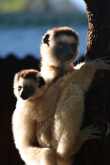 Dancing verreaux sifika lemurs at Berenty Madagascar