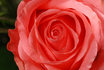 rose background. The dismissed bud of a rose with drops of dew
