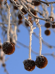 Frostbeulen