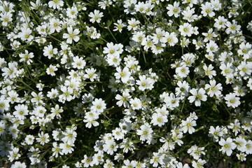 Parterre fleurs blanches