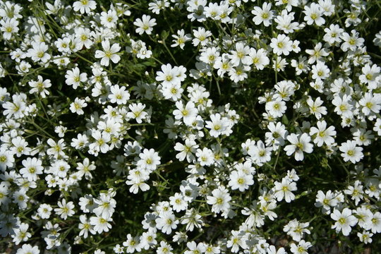 Parterre fleurs blanches