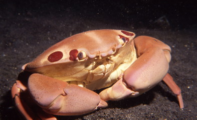 crabe de tahiti