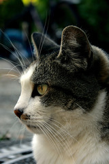 Kopf einer Hauskatze. / Head of a cat.