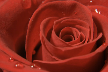 Nahaufnahme einer roten Rose. / Macro of a red rose.