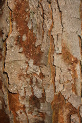 sunscald and frost cracking of tree 