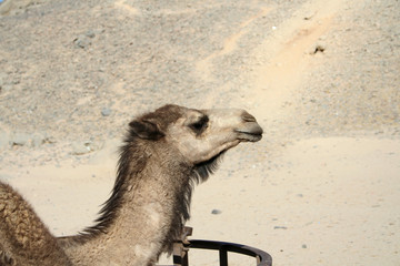 camel head
